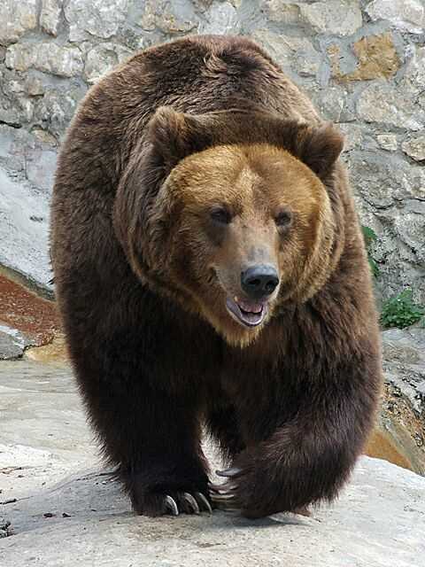 Питание и состав рациона черного медведя