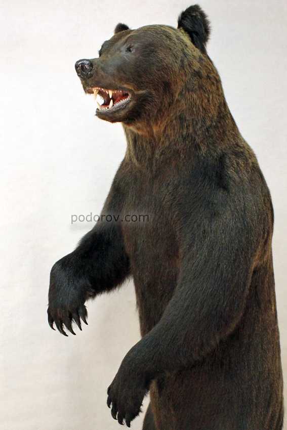 Повадки и поведение черных медведей
